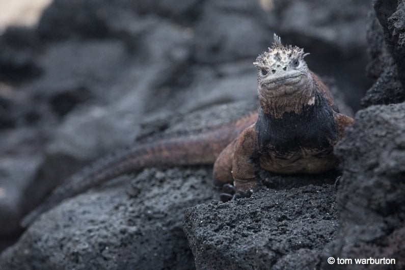 marine iguana looking at the camera