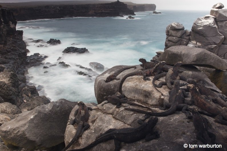 marine iguana on the galapagos rocks by the beach