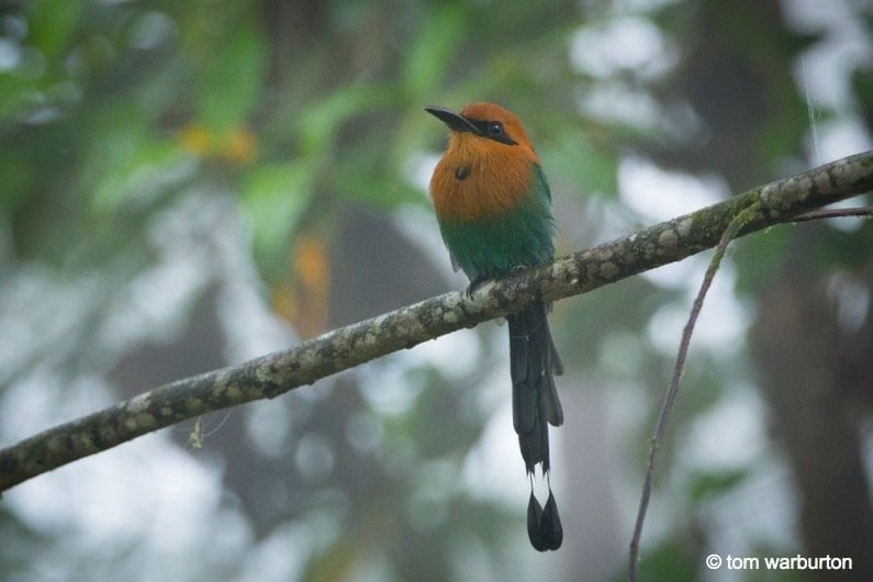 Broad Billed Motmot (Electron platyrhynchum)