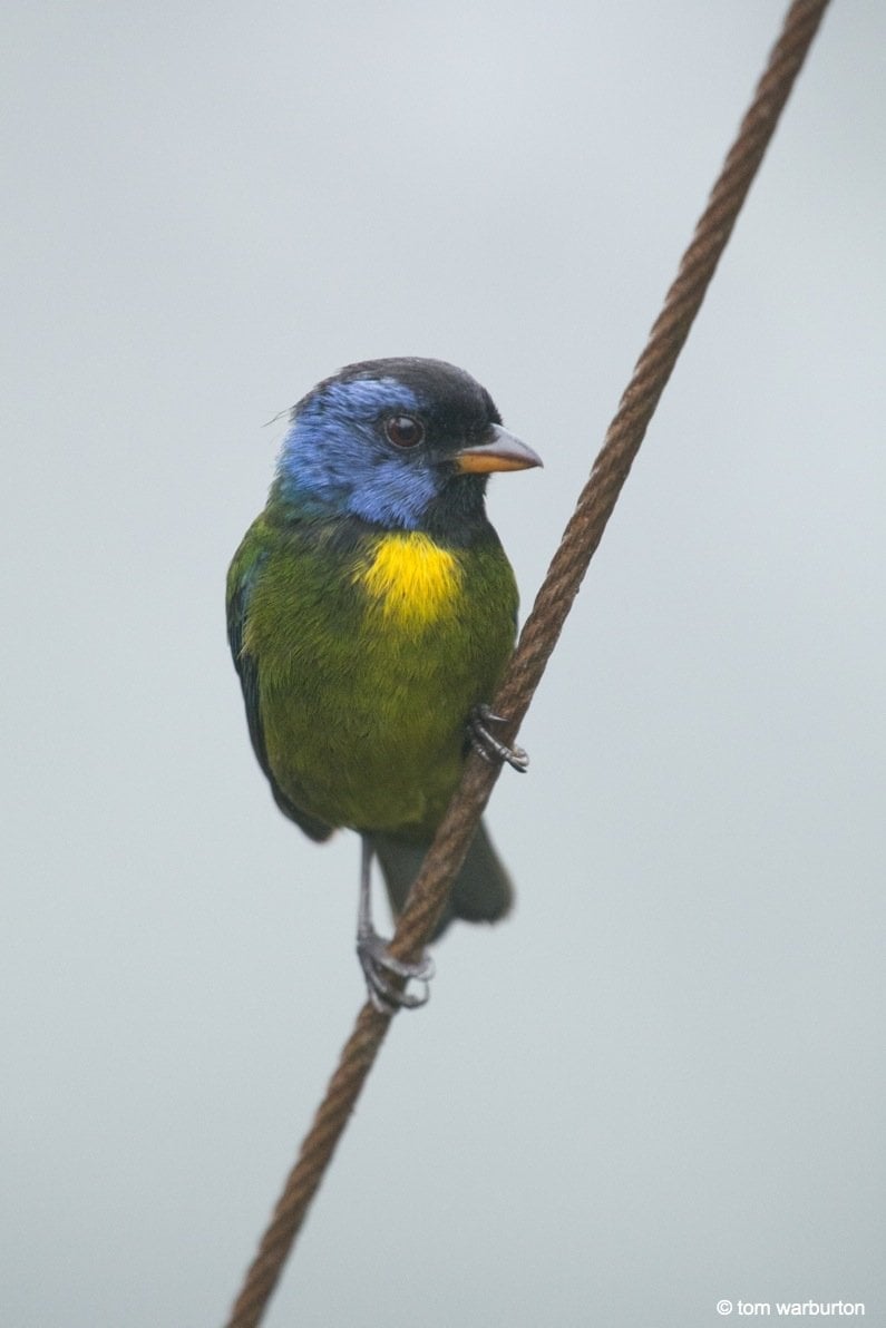 Moss-Backed Tanager (Bangsia edwarsii) bird outside dining room of lodge