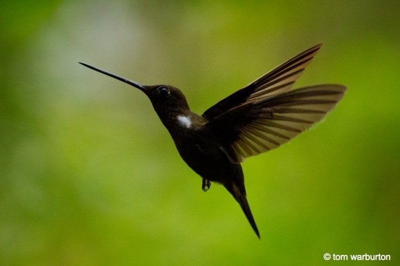 Brown Inca Humming Bird (Colieligena wilsonii)