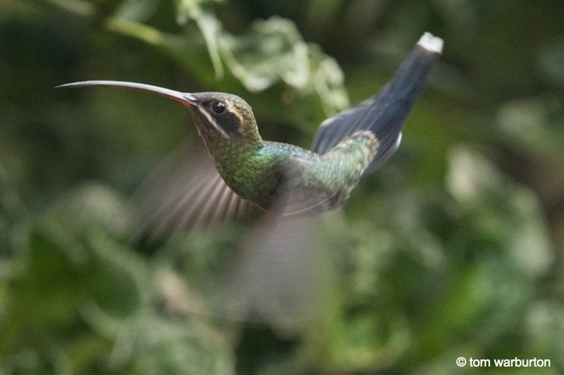 White Whiskered Hermit (Phaethornis yaruqui) at Mashpi reserve