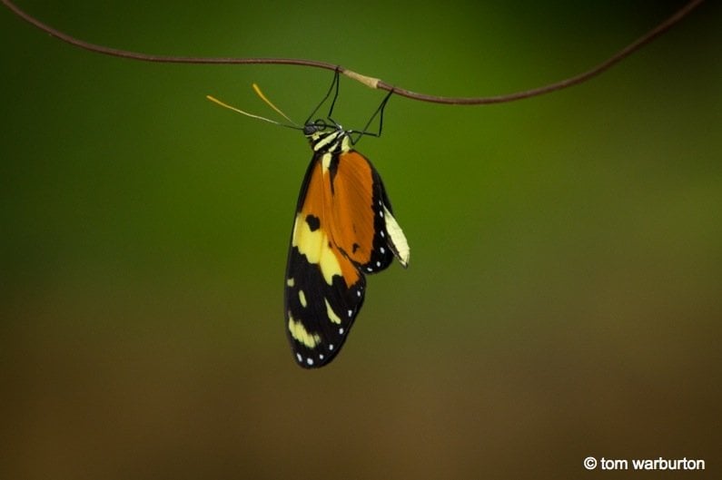 Butterfly at Mashpi (Mechanitis sp)