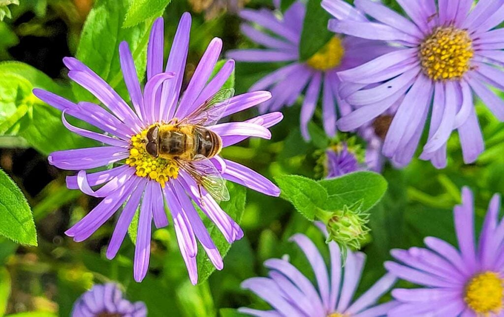 Michaelmas Daisy