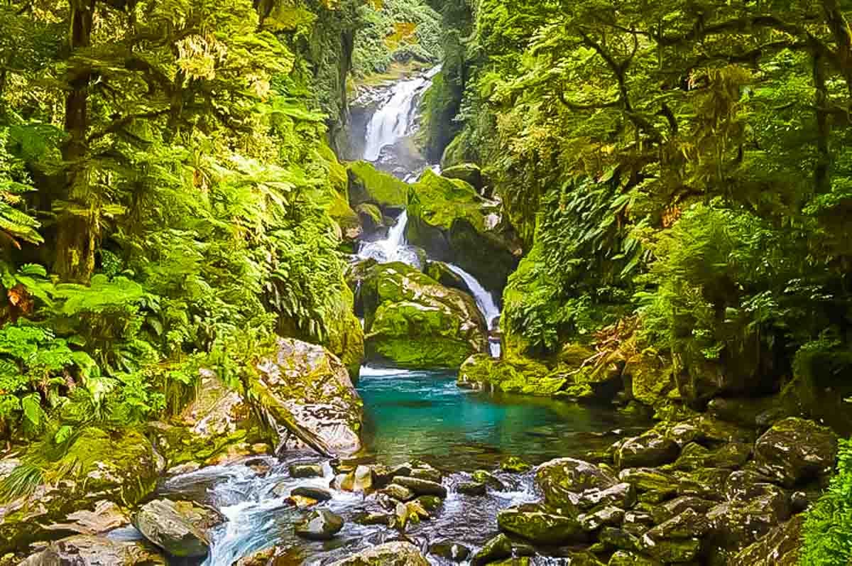 Milford Track Forest scene