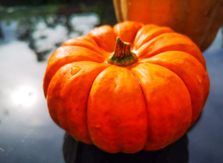 Easy Roast Pumpkin Seeds Recipe