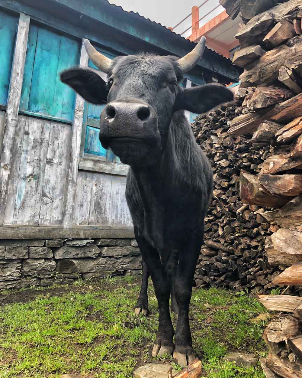 ox in nepal