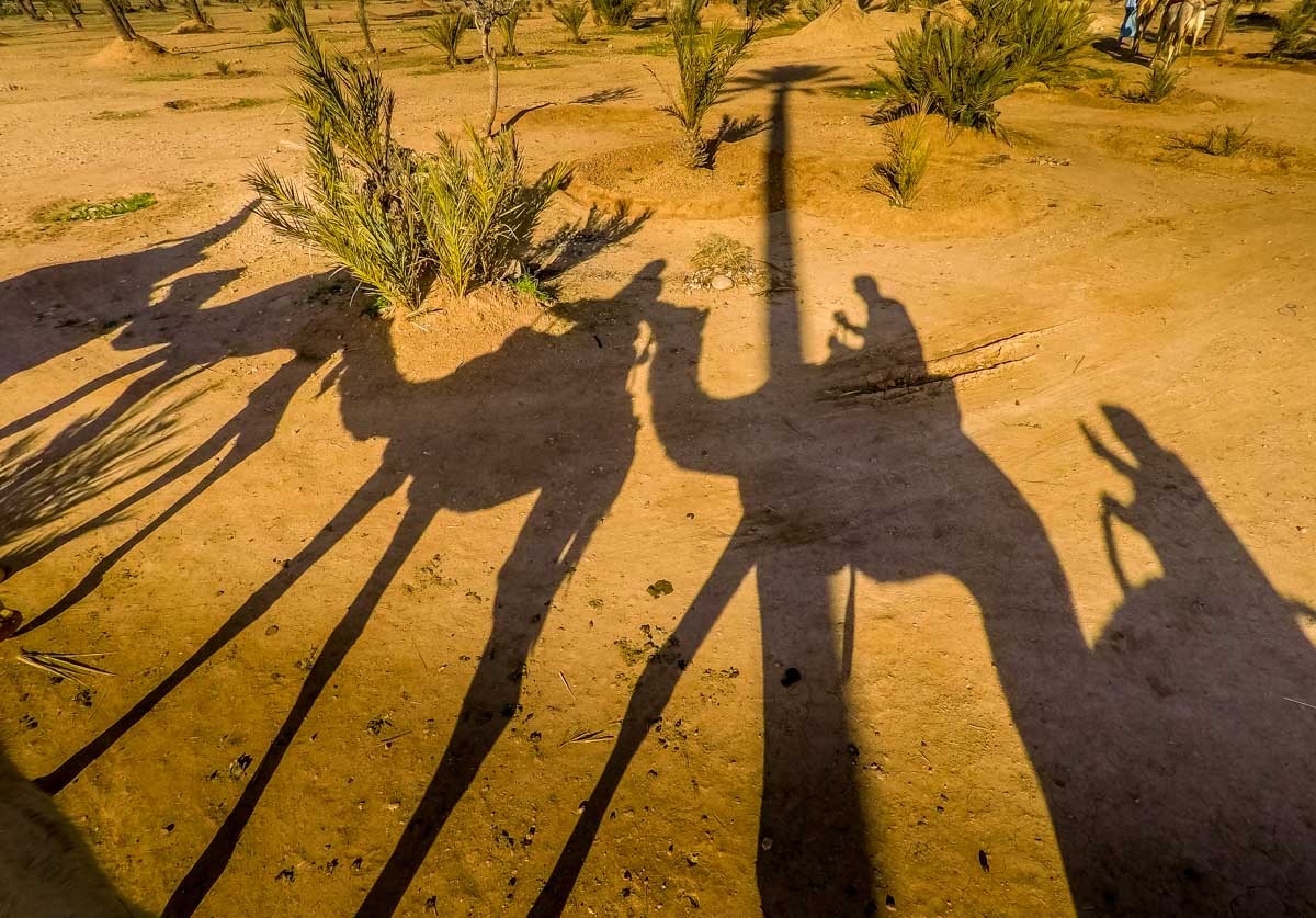 camels shadows