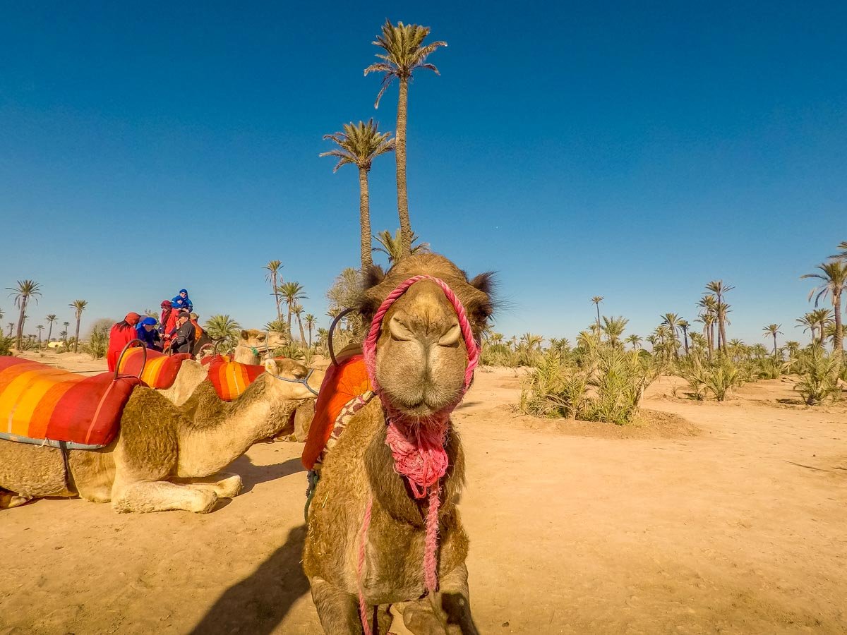 camel morocco