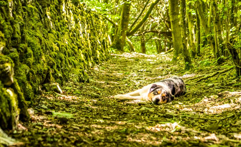 dog walk arnside