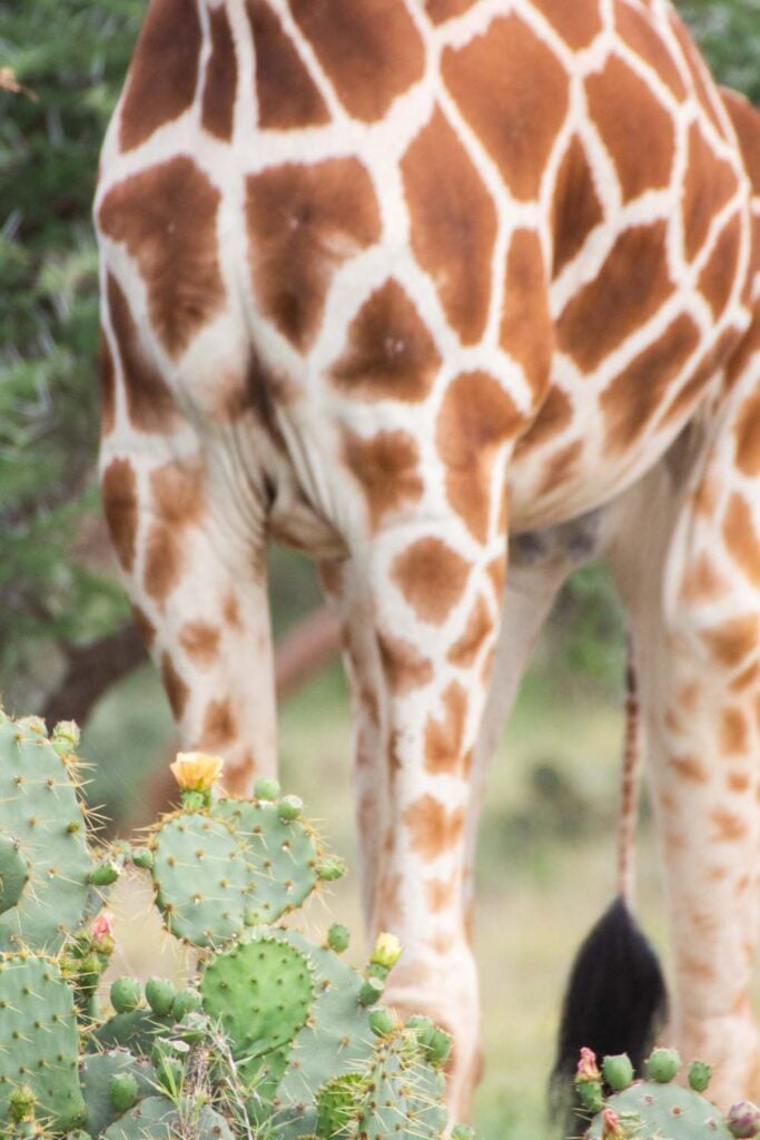 Northern Giraffe pattern