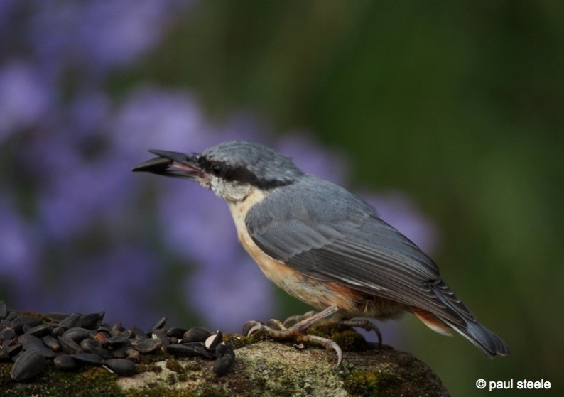 nuthatch with a seed