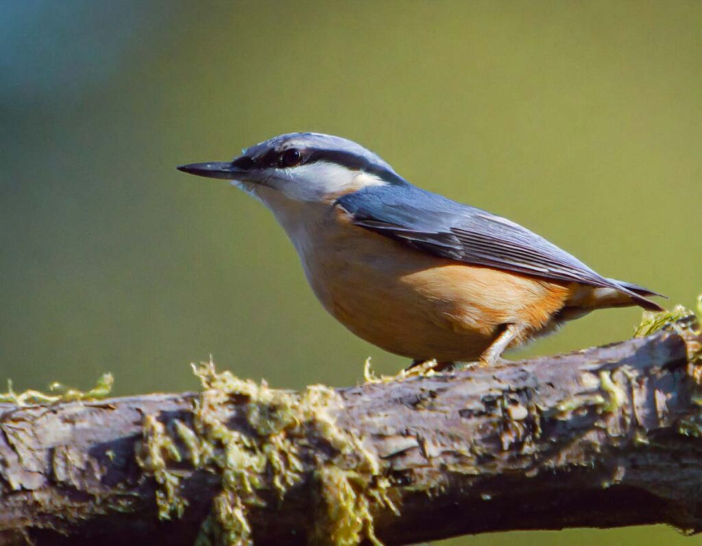 a uk nuthatch