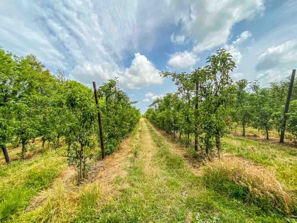 orchard at Pluckley