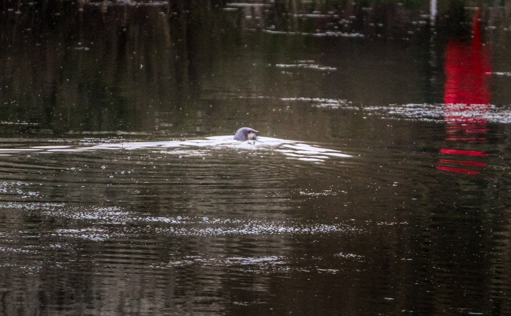 protected otter in the uk