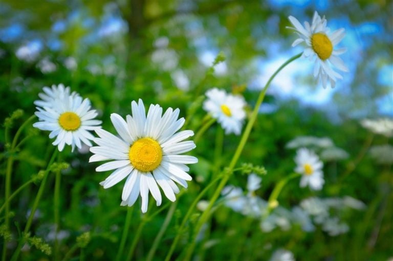 Wildflower Wanders in the Eden Valley