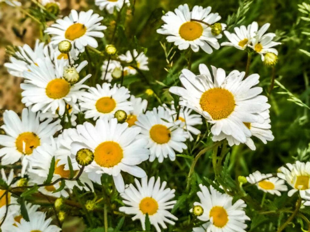 Oxeye Daisy