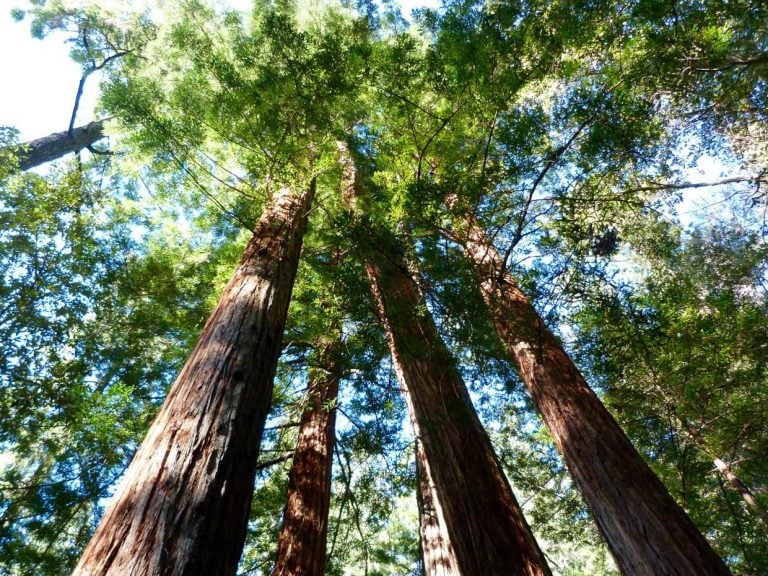 Armstrong Redwoods State Natural Reserve