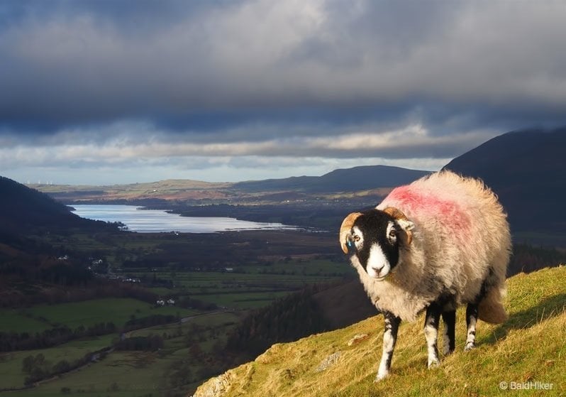 a sheep on catbells