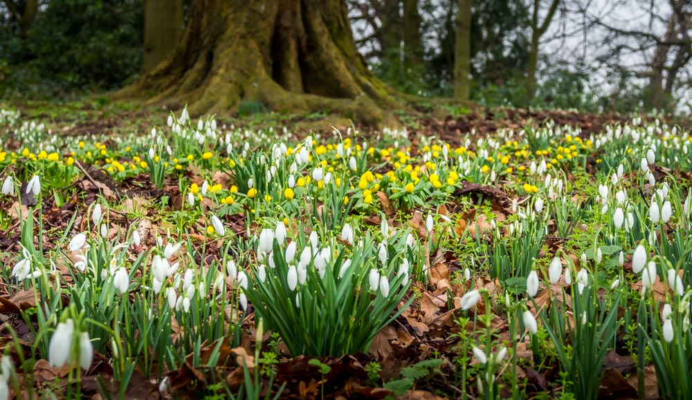 snowdrops and Winter Aconite