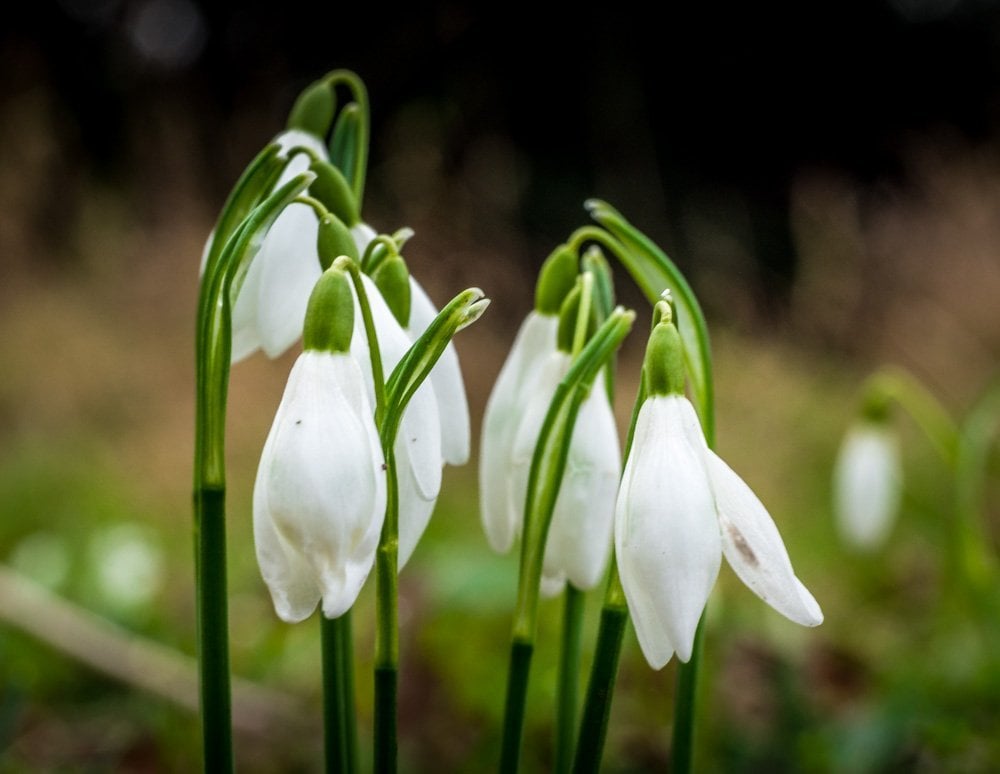 snowdrops close up