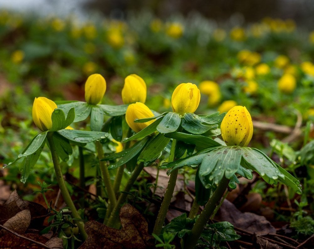 Winter Aconite close up in spring