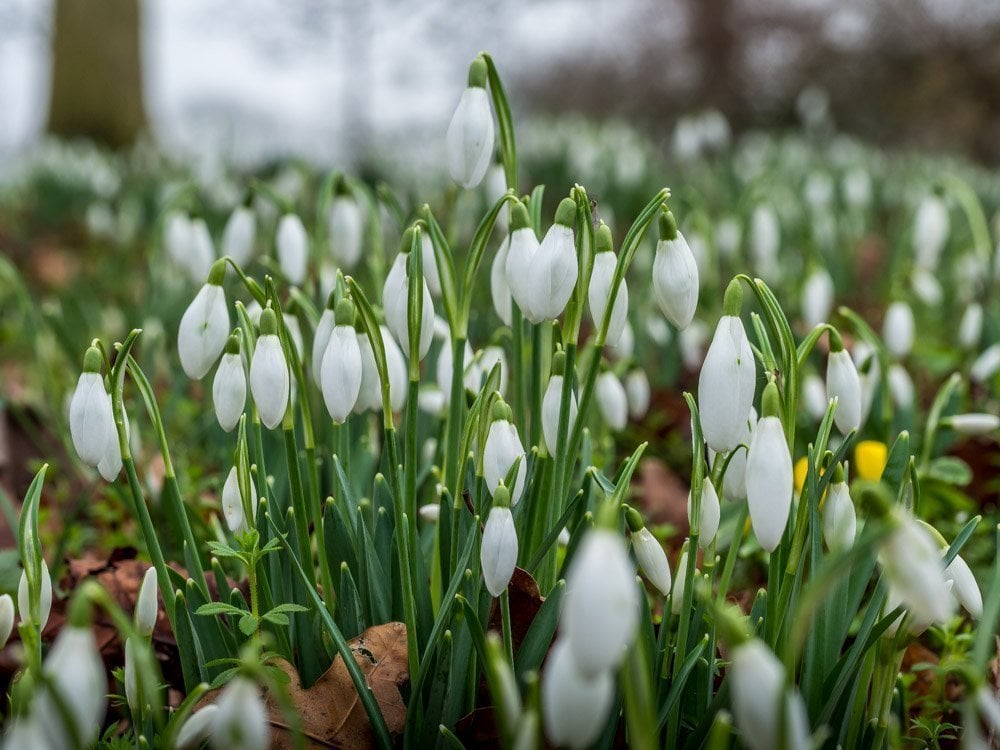 snowdrops at Beningbrough hall