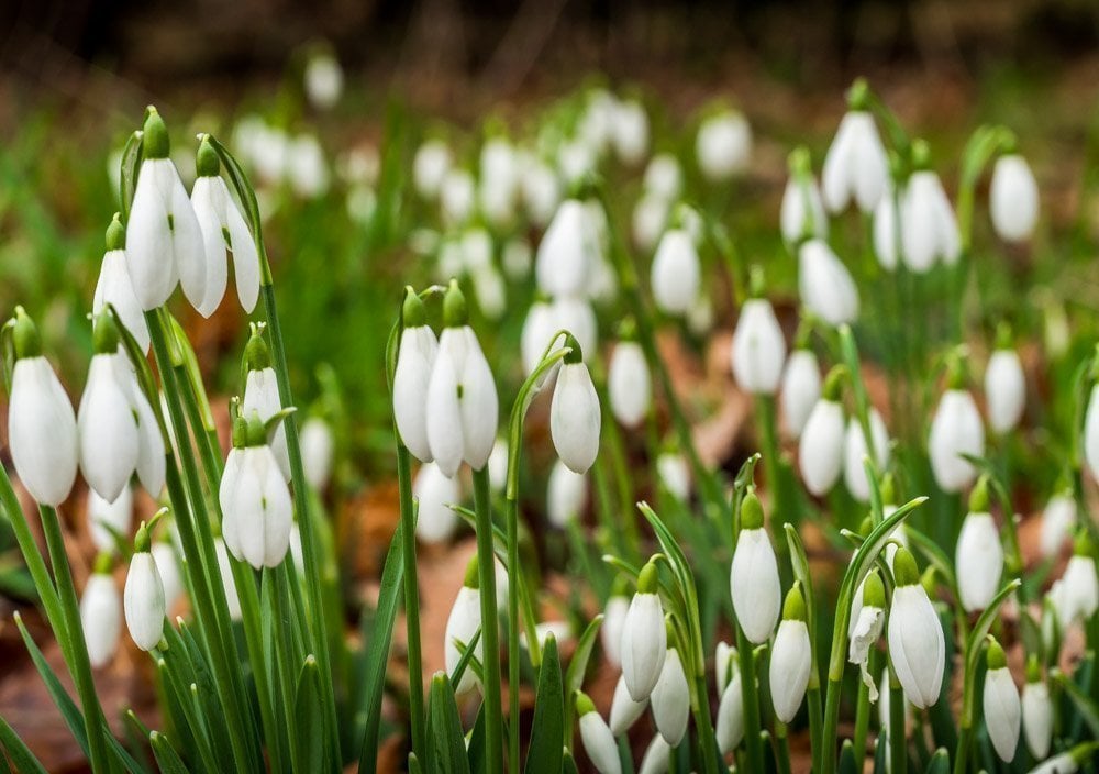 winter ending with snowdrops