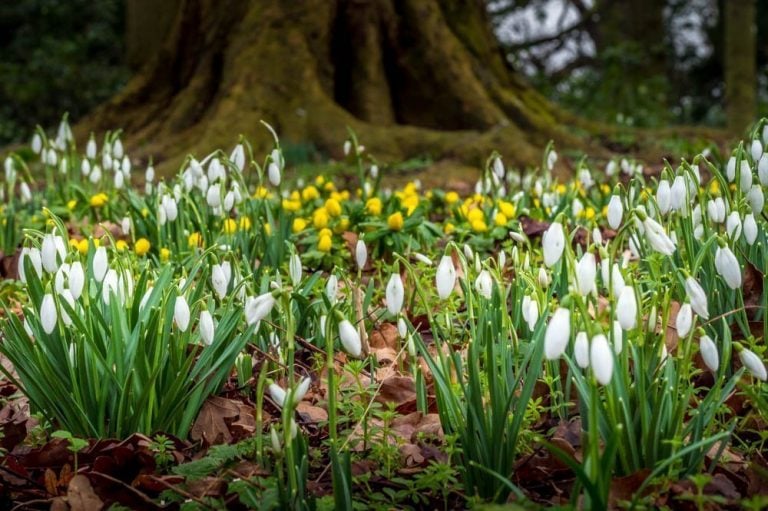 Snowdrops – A Sign of Spring On The Way