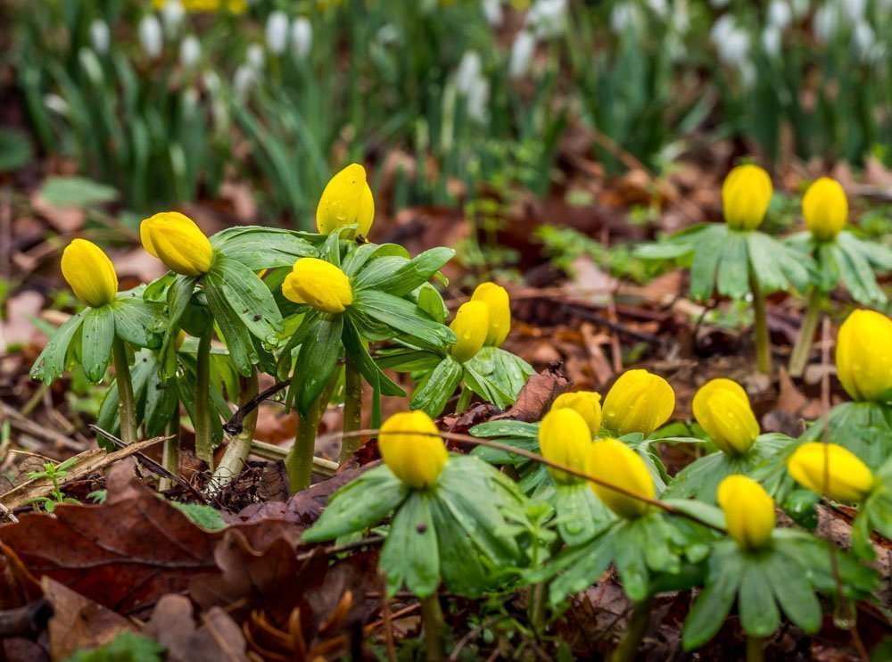 Winter Aconite yellow