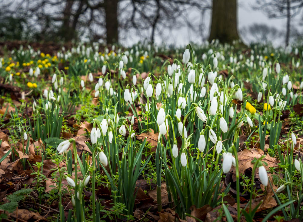 carpet of snowdrops in spring