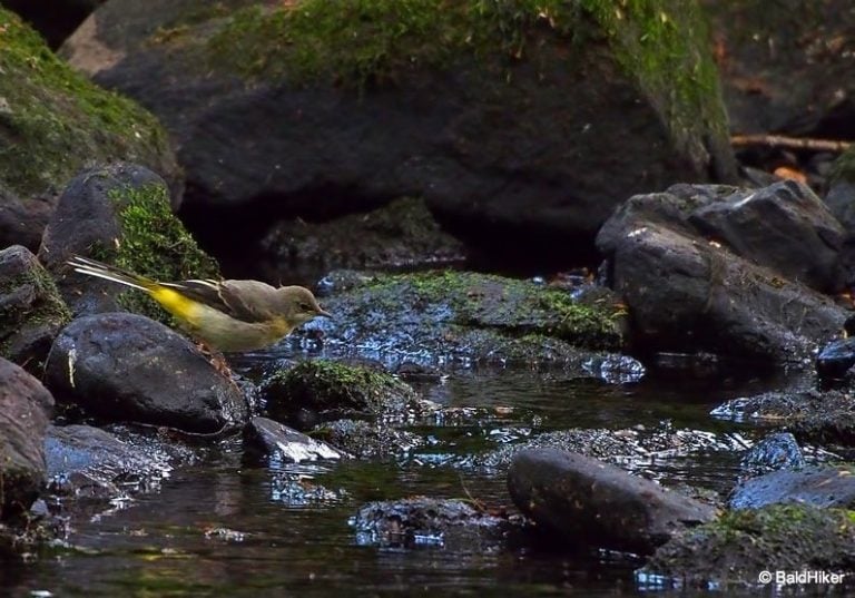 The Grey Wagtails By The Riverside