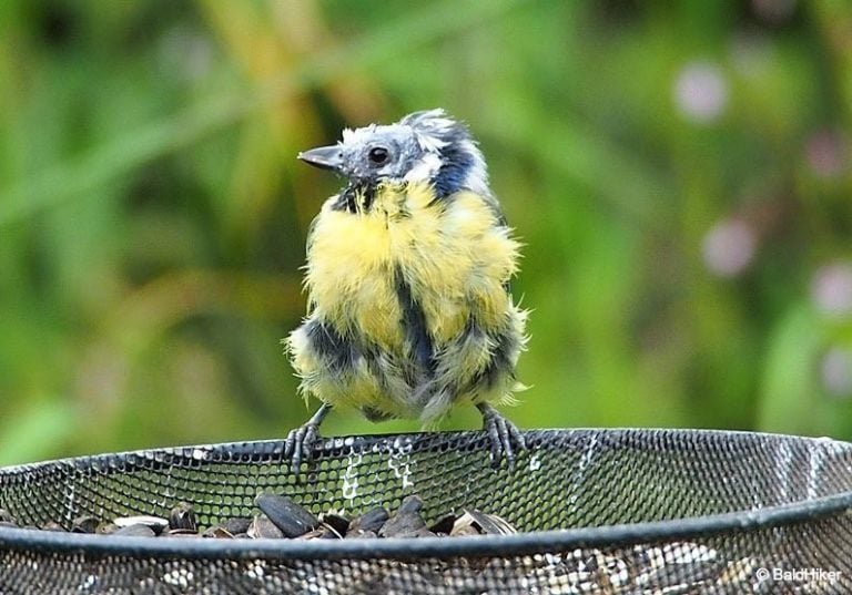 The Bald Blue Tit