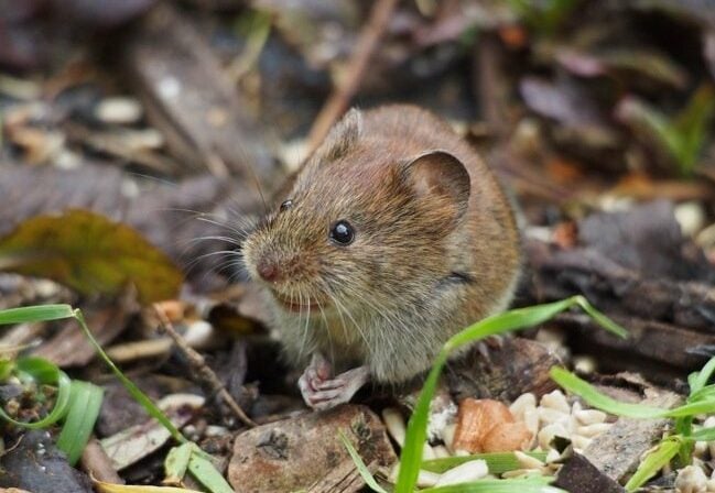 The Bank Vole at The Bottom of The Garden