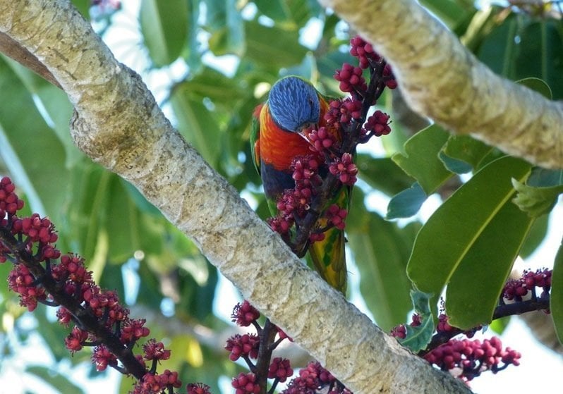 parrot in Sydney