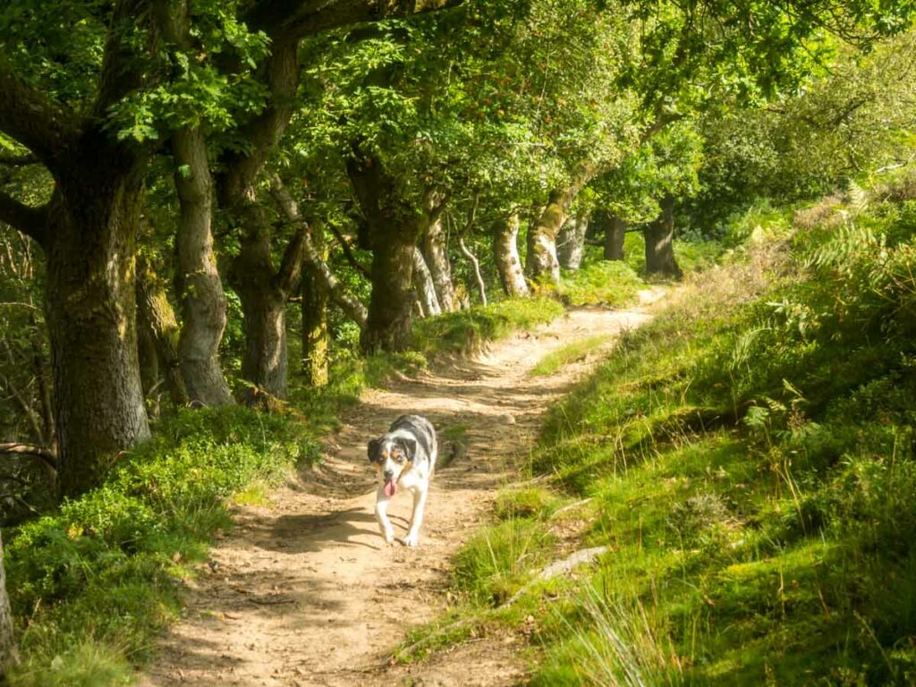 path down into the hole of horcum