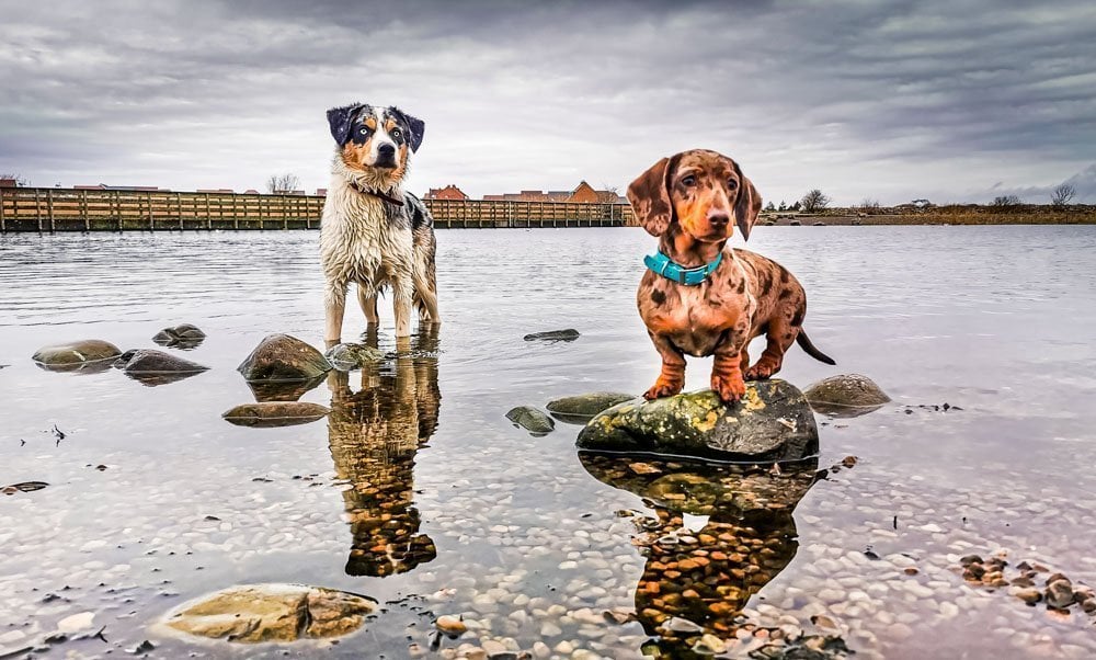 Tips For Taking Better Pet Photos