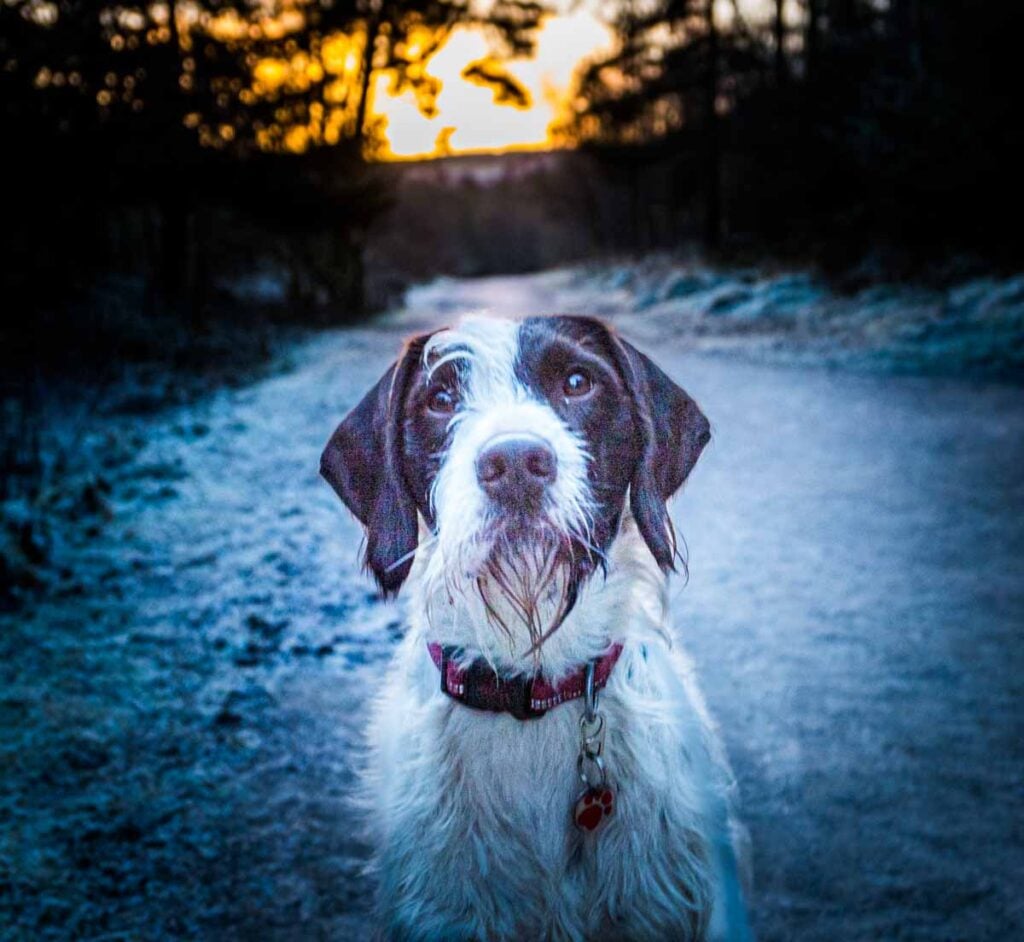 pete at sunset