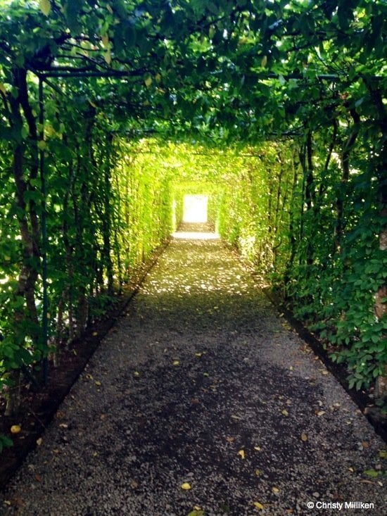 Winding trees and tunnels at Ashford Castle