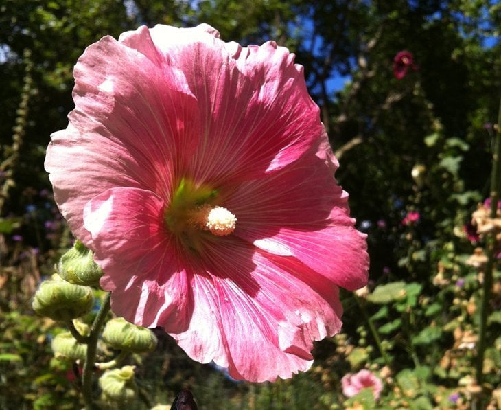 The Gentle Giants of East London – Hollyhocks