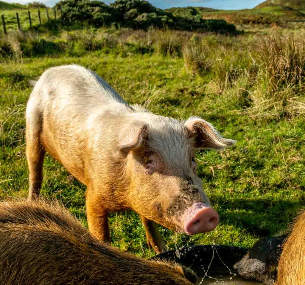 pig at castle creavie