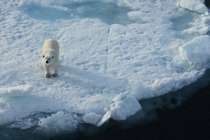 An Arctic Encounter With A Polar Bear