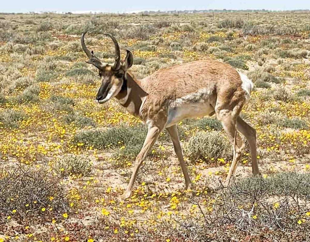 pronghorn male close