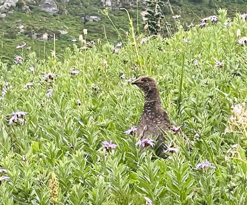 ptarmigan hen