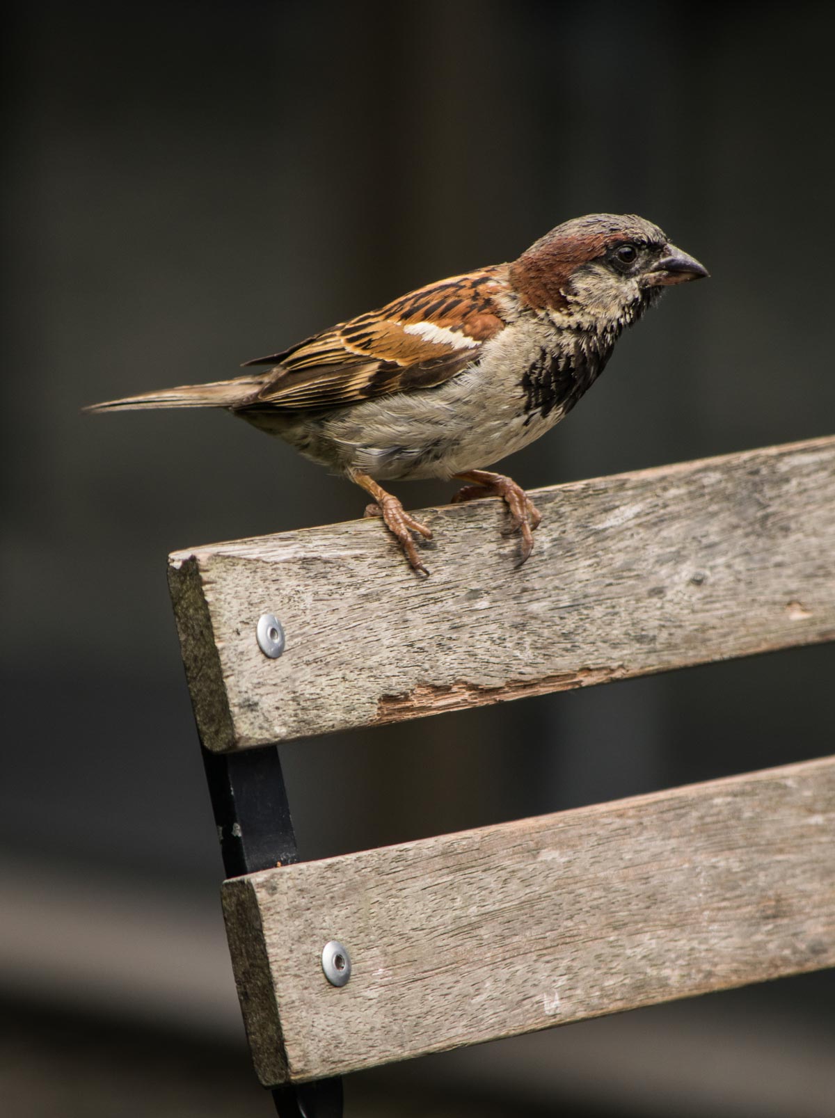 Pukaha Sparrow