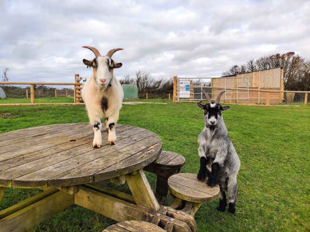 Pygmy Goats