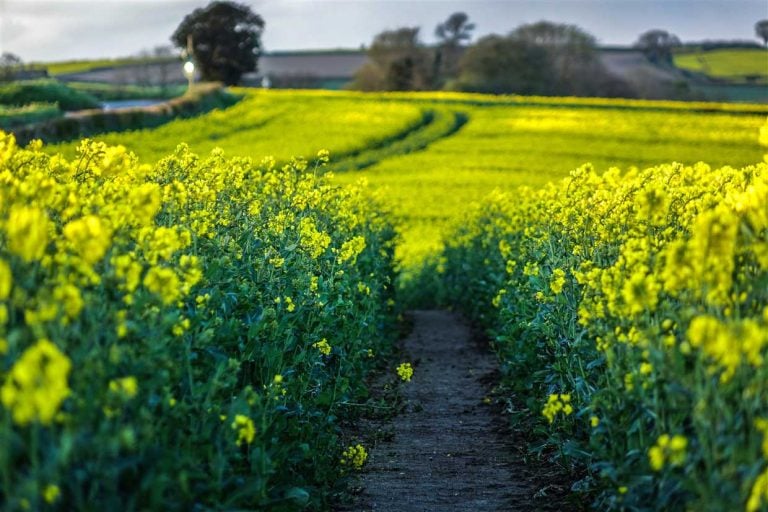 Rapeseed Fields in Shropshire and the Promise of Summer