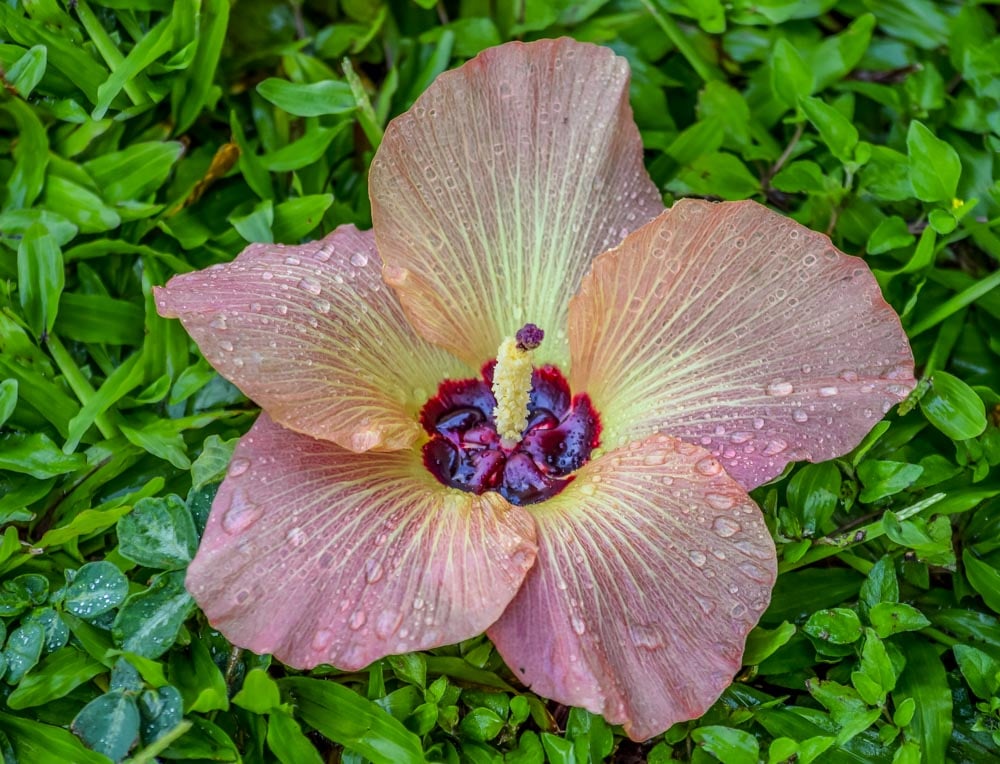 Rarotonga, Cook Islands - Pacific Paradise 3