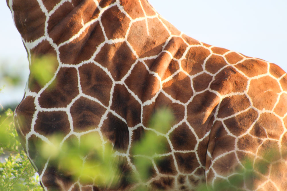 Reticulated Giraffe