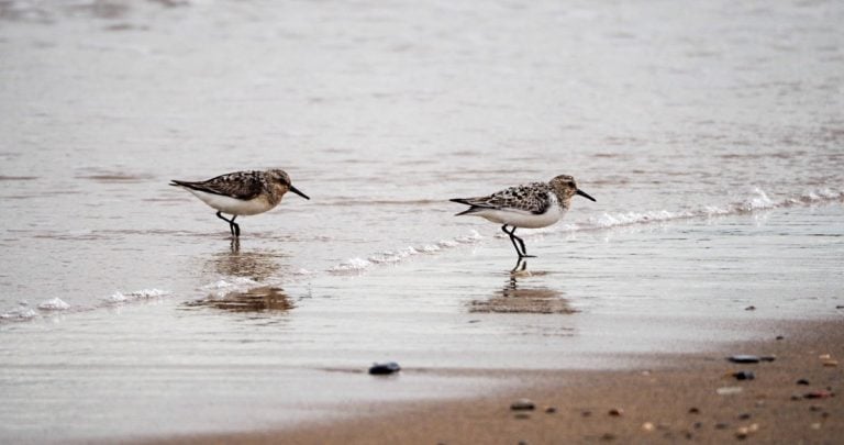 Sanderlings and Dunlins of Crimdon Beach